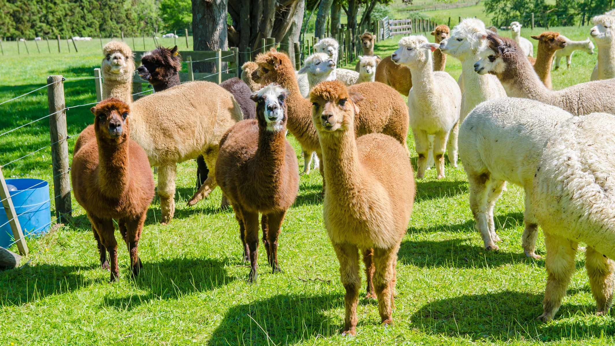 Alpaca herd in a field