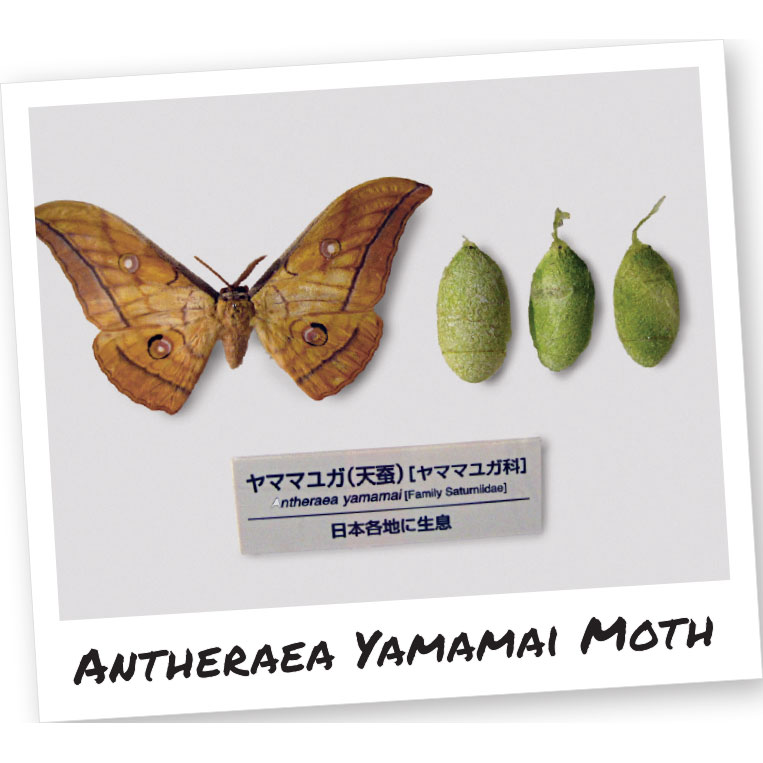 antheraea yamamai moth