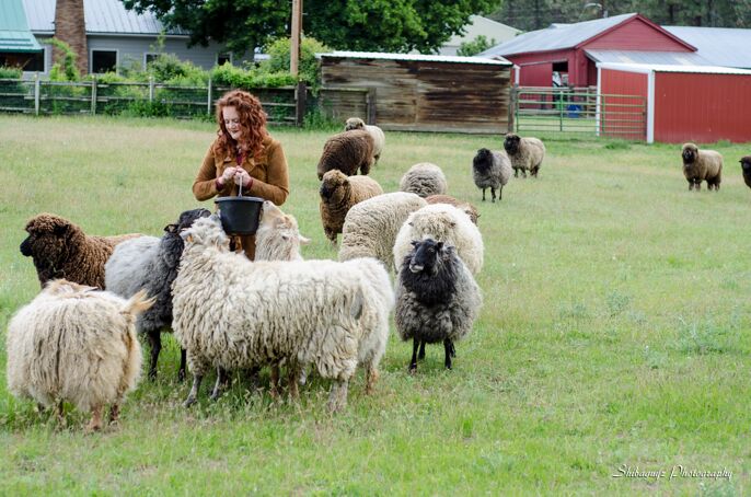 Shepherdess Katrina Walker with her sheep